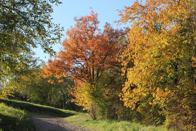 Forêt de Mutzig à l'automne, à 15 minutes du Gite en Alsace